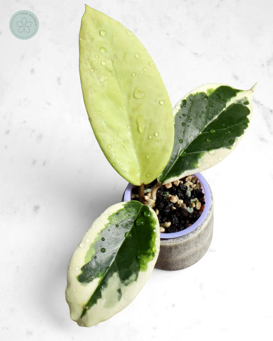 Hoya ilagiorum (albo)