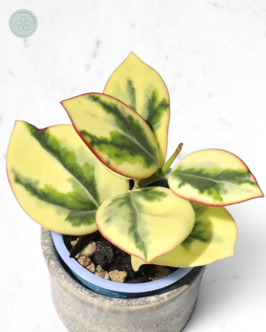 Hoya para 'Emerald Frost'