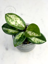 Load image into Gallery viewer, Hoya carnosa &#39;Madara&#39; (Green Edge)
