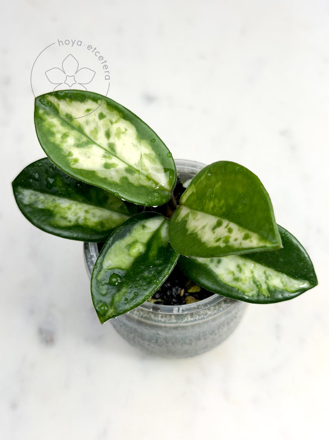 Hoya carnosa 'Madara' (Green Edge)