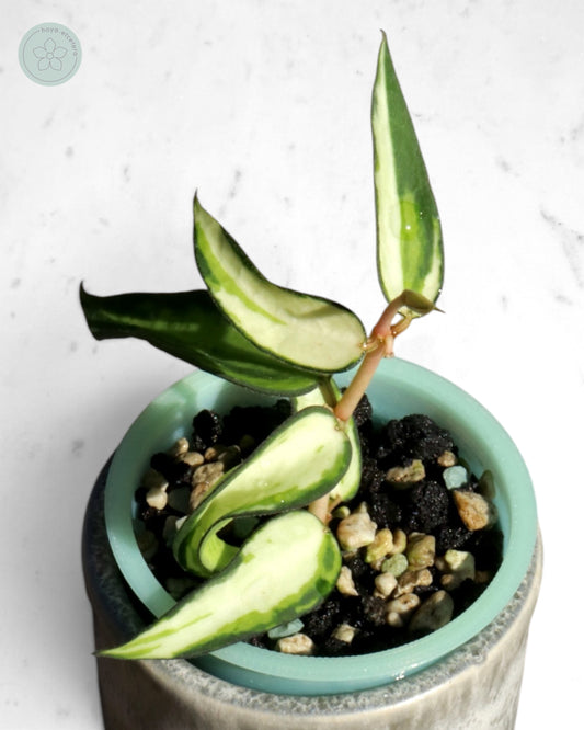 Hoya burmanica (variegated)