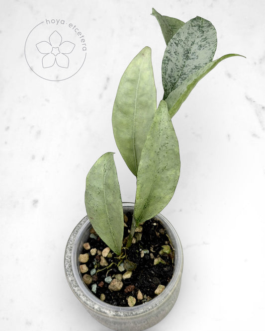 Hoya amicabilis (silver)