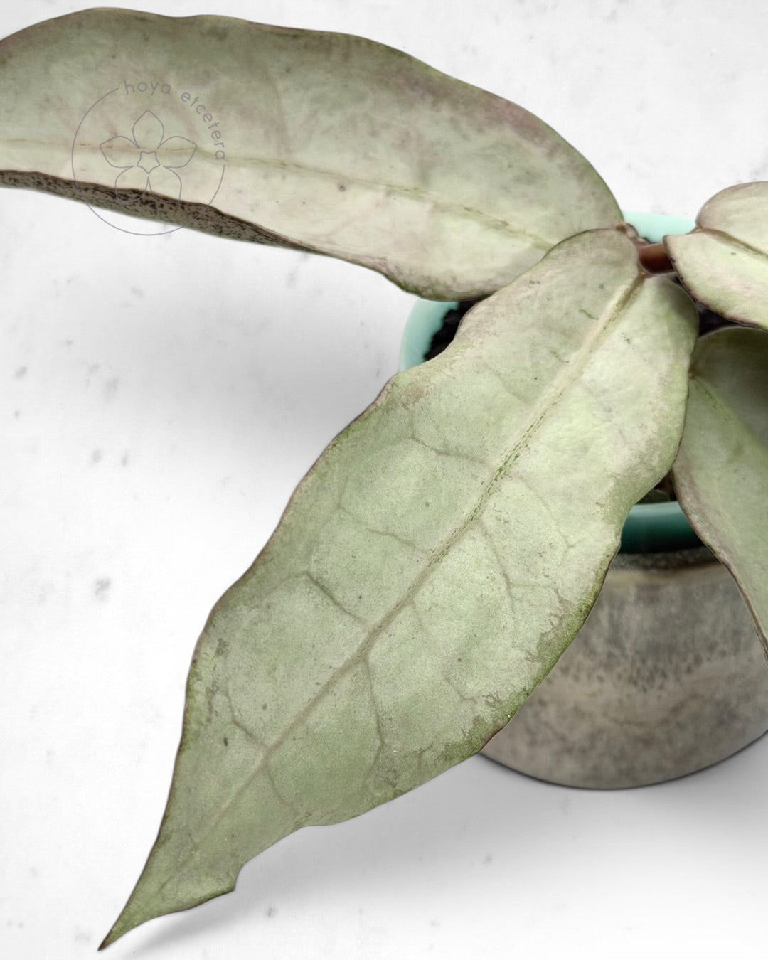 Hoya mitrata (sp. Buntok silver AH clone)
