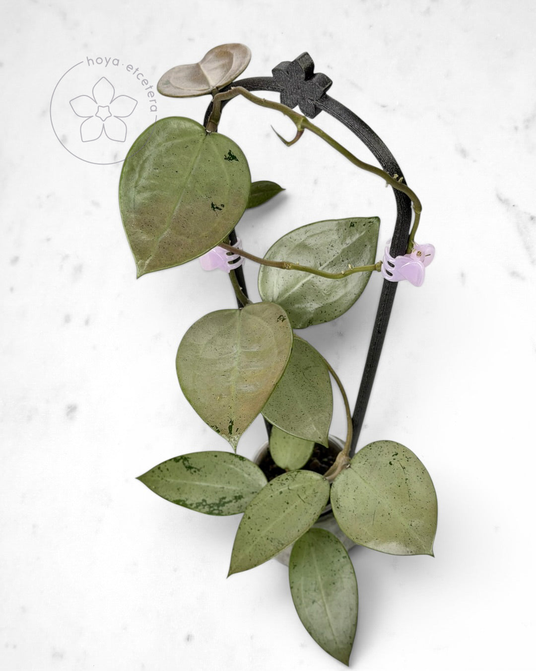Hoya verticillata (silver heart)