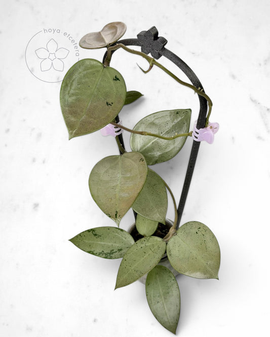 Hoya verticillata (silver heart)