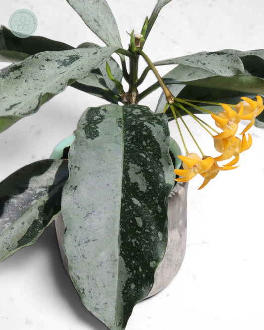 Hoya occultata (silver)