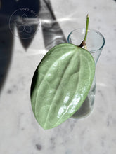 Load image into Gallery viewer, Hoya latifolia (silver) 🌱 cutting
