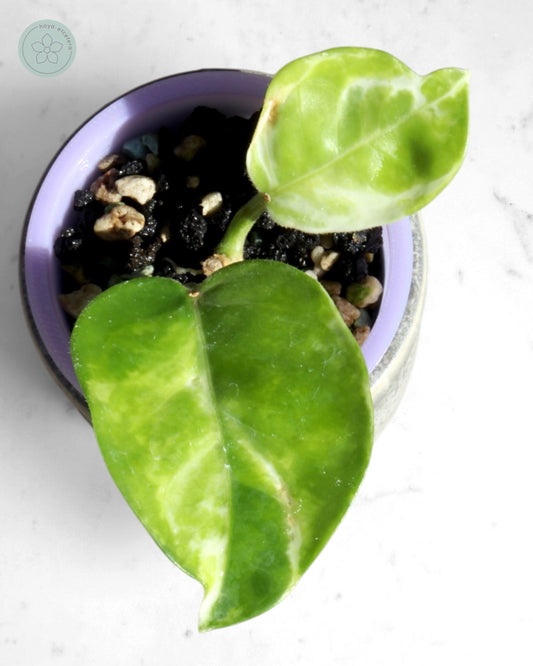 Hoya australis (peridot)