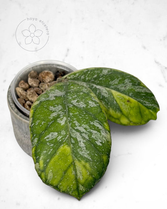 Hoya AH0001 (albo)