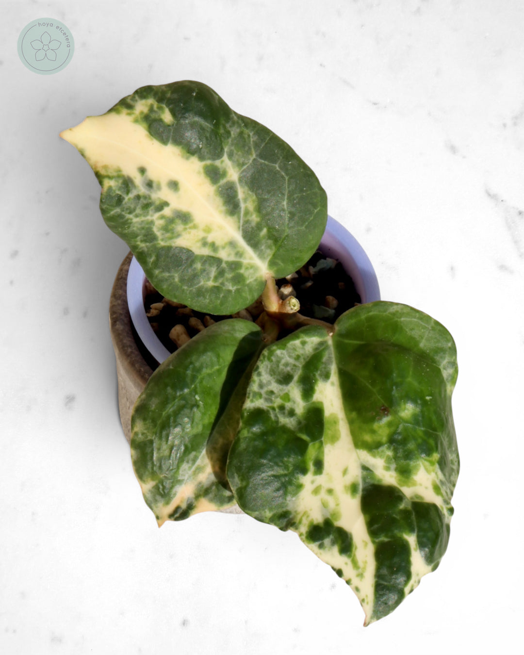 Hoya 'Candy'