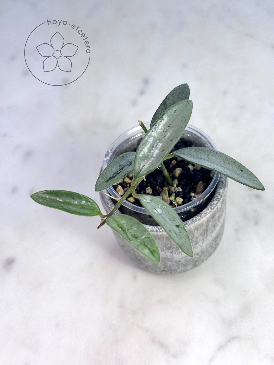 Hoya lima (silver)