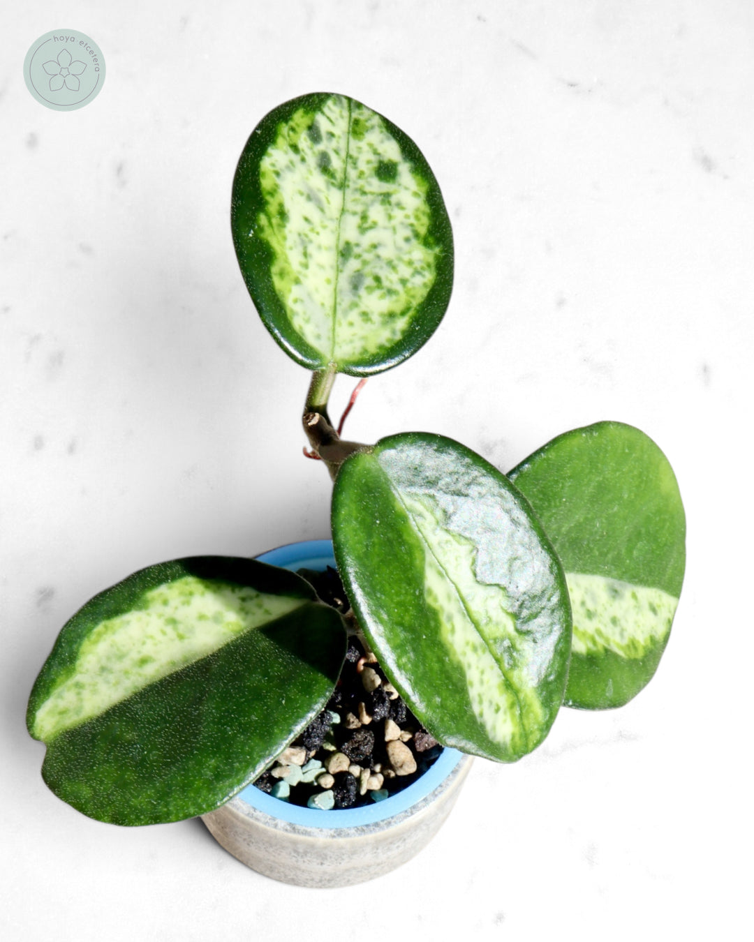 Hoya carnosa 'Madara' (Green Edge)