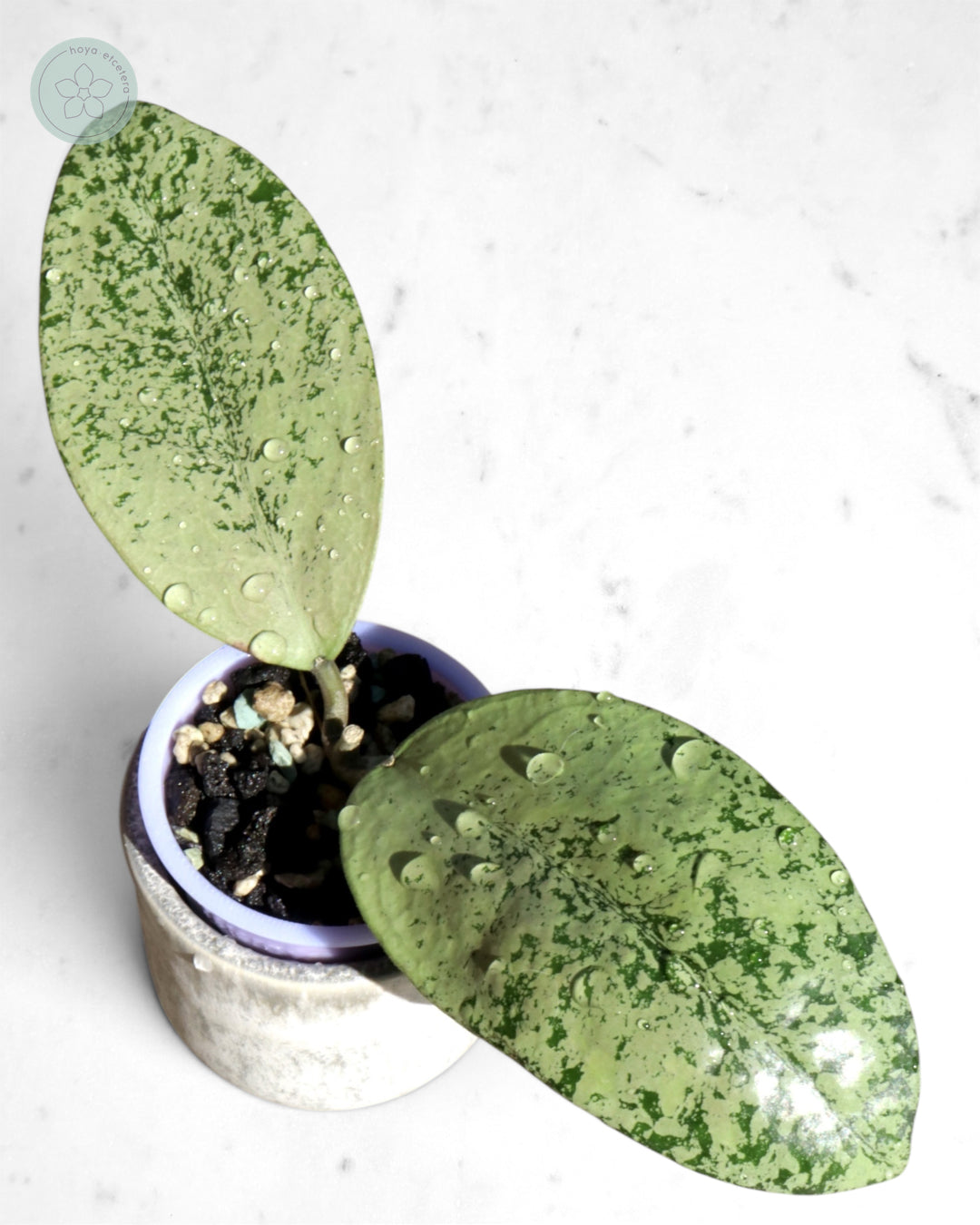 Hoya sp. Ponorogo (silver)