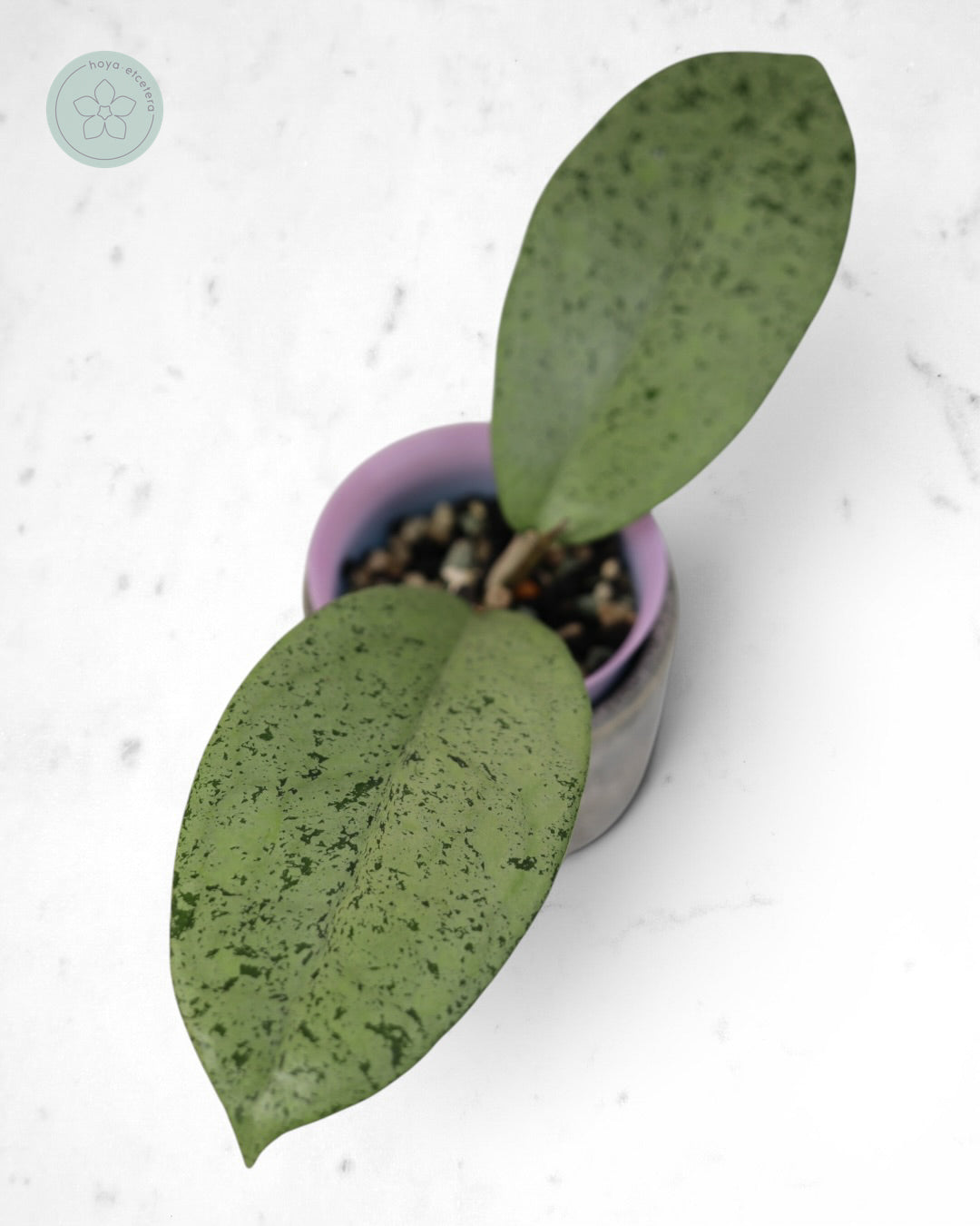 Hoya sp. Ponorogo (silver)