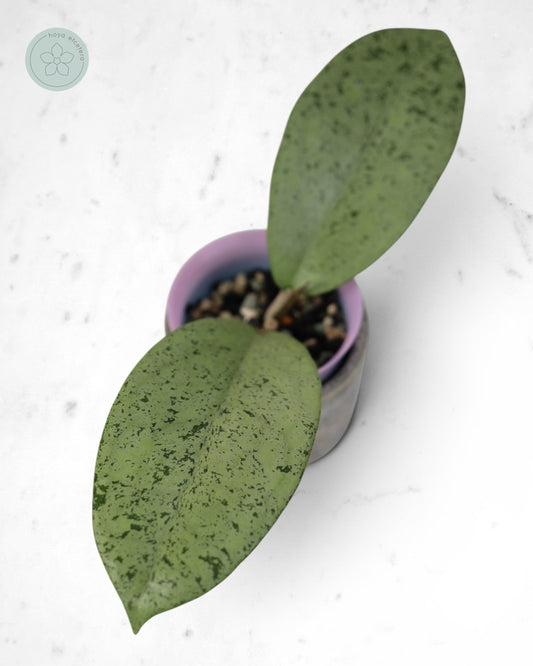 Hoya sp. Ponorogo (silver)