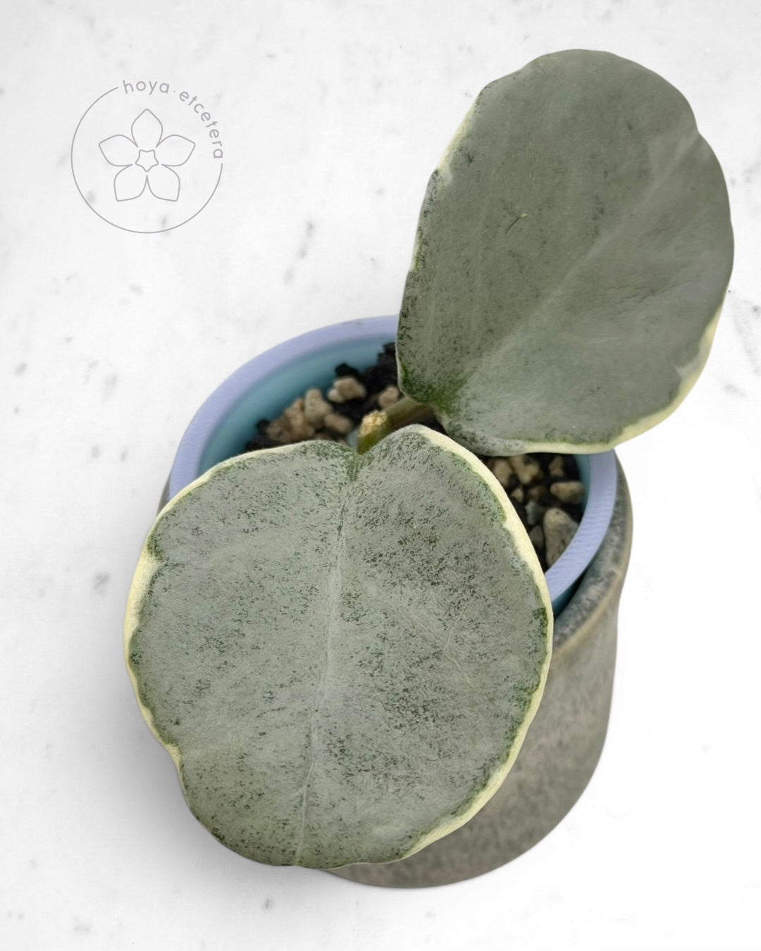 Hoya carnosa 'Argentea Picta' 🌱 cutting