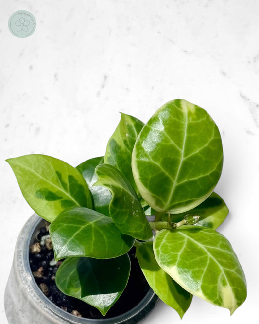 Hoya obscura (albo)