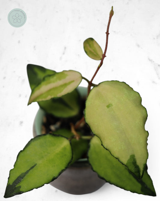 Hoya caudata (variegated)