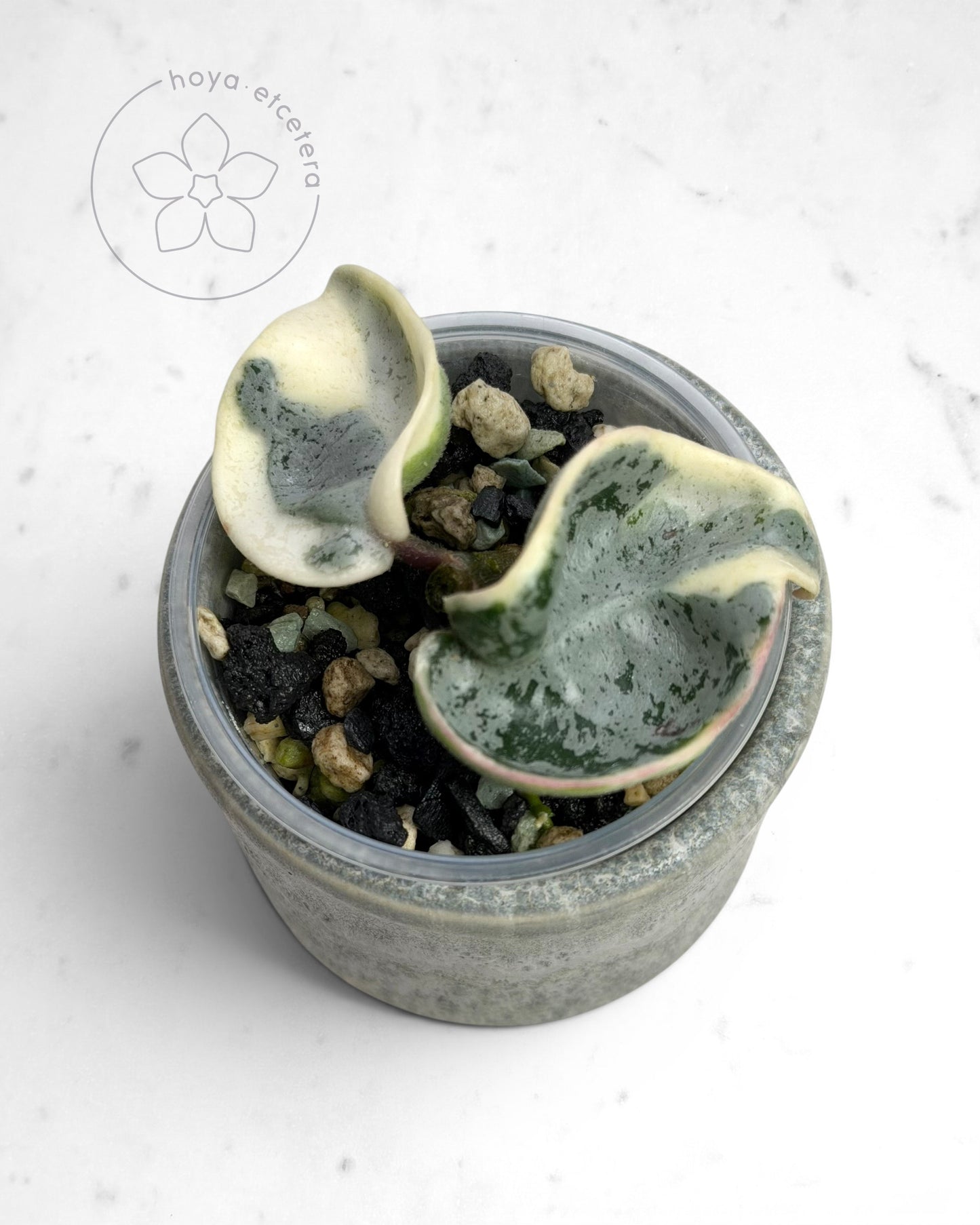 Hoya compacta 'Oblak'