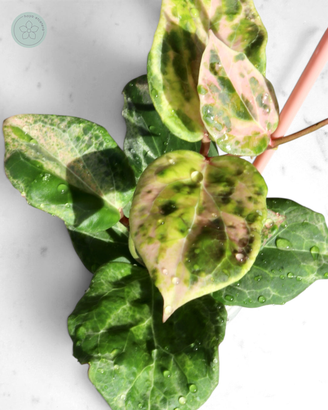 Hoya 'Candy'