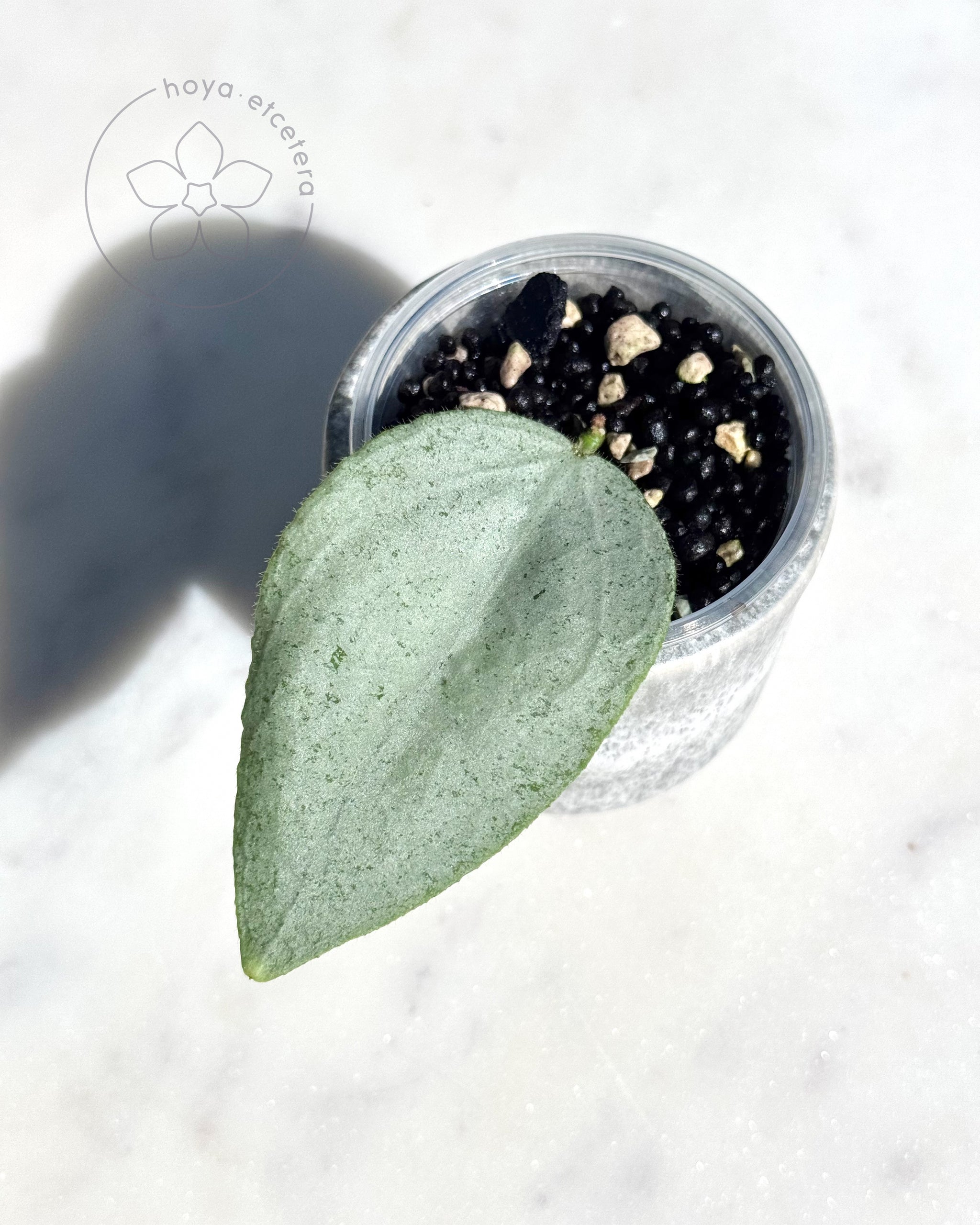 hoya ホヤ フィルラ ロング 4号 Amazon｜ホヤ(桜ラン)・ロンギフォリア 吊鉢5号鉢【品種で選べる