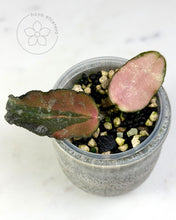 Load image into Gallery viewer, Hoya caudata (variegated)
