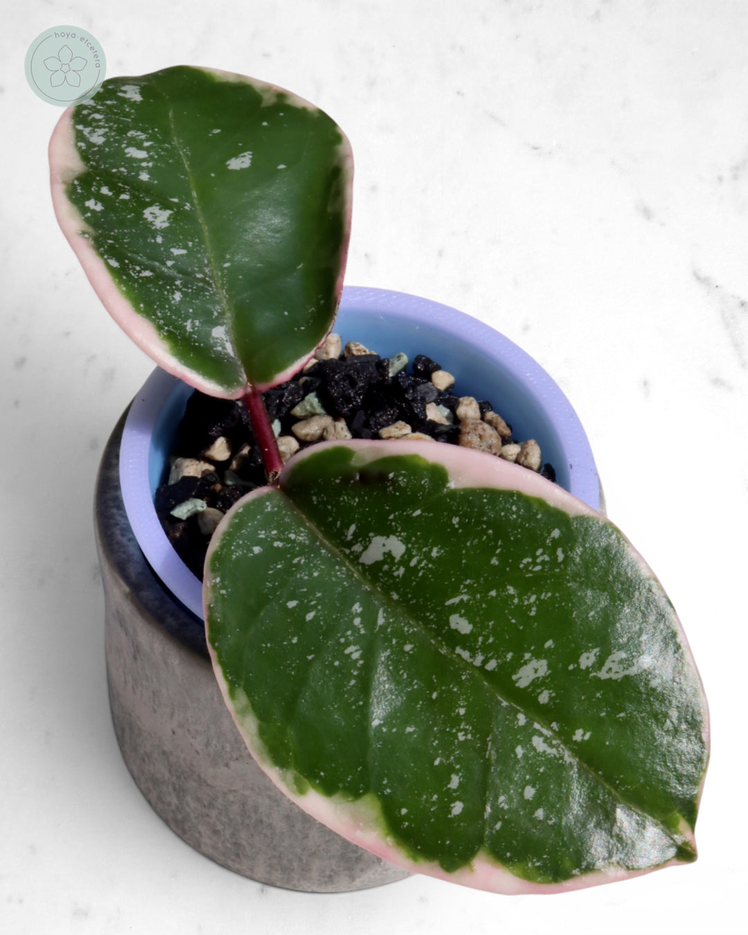 Hoya 'Krimson Queen' (splash)