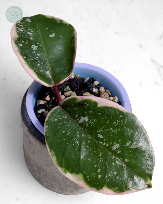 Hoya 'Krimson Queen' (splash)