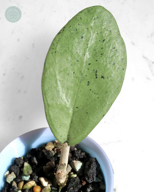 Hoya 'Emperor' (silver)