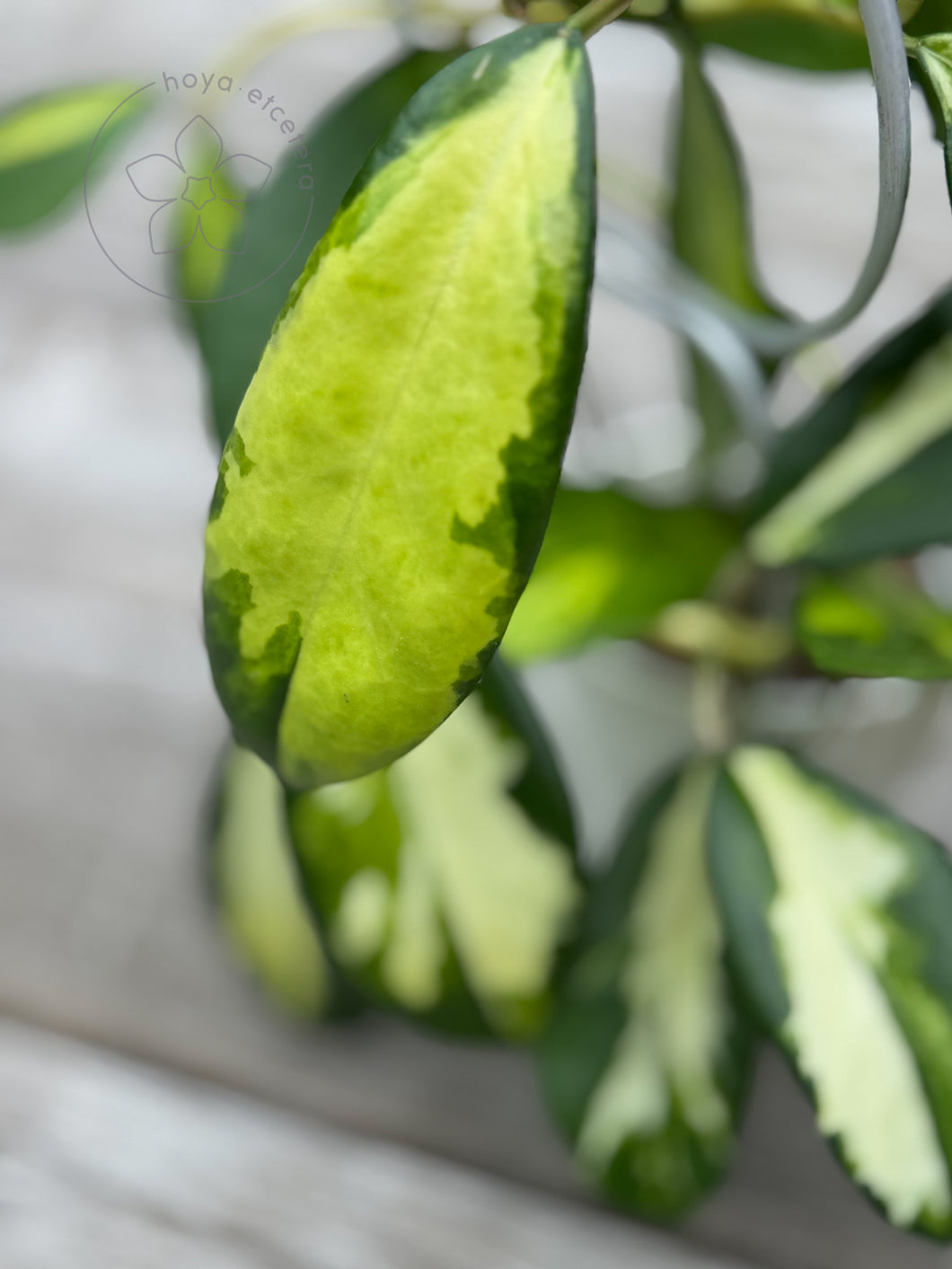 FREE marahani cutting on $200+ orders