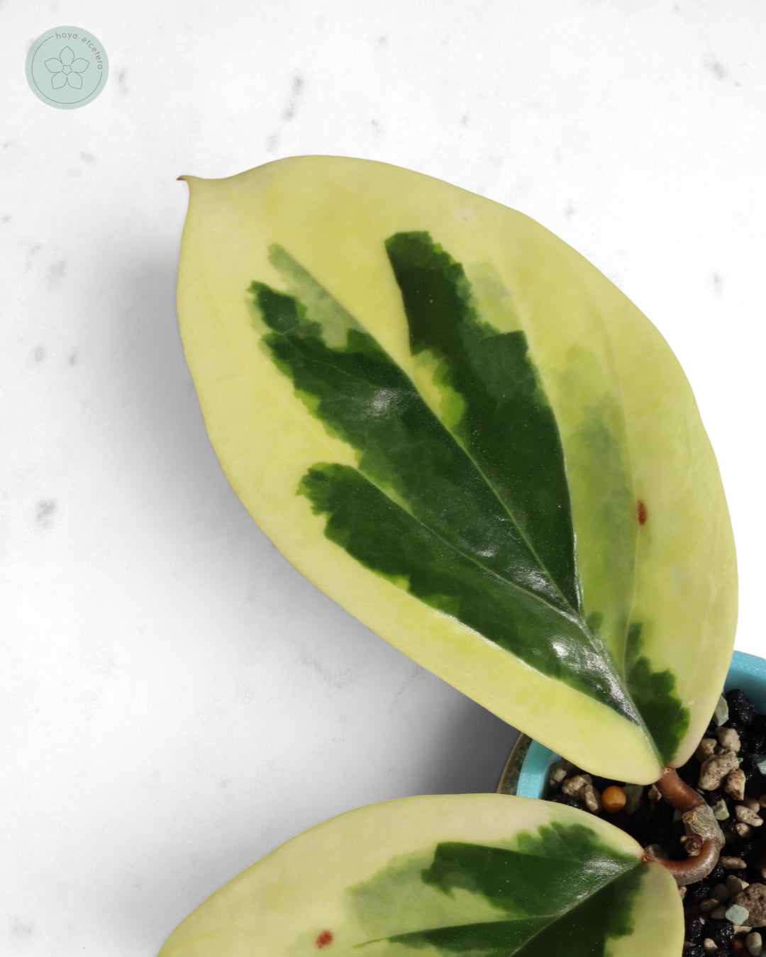 Hoya ilagiorum (albo)