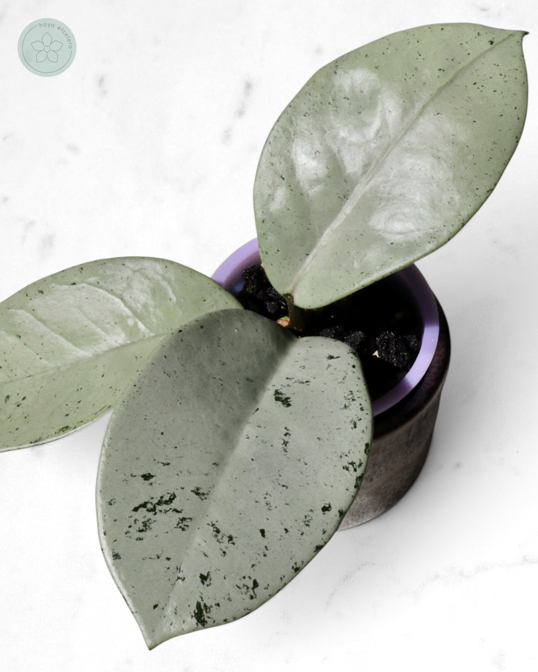 Hoya 'Stardust' (silver)