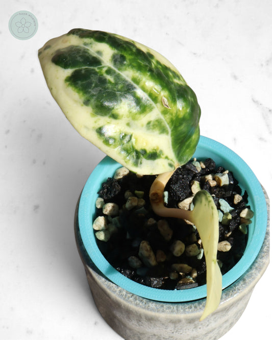 Hoya 'Candy'