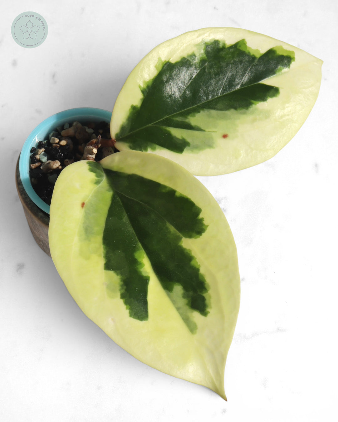 Hoya ilagiorum (albo)