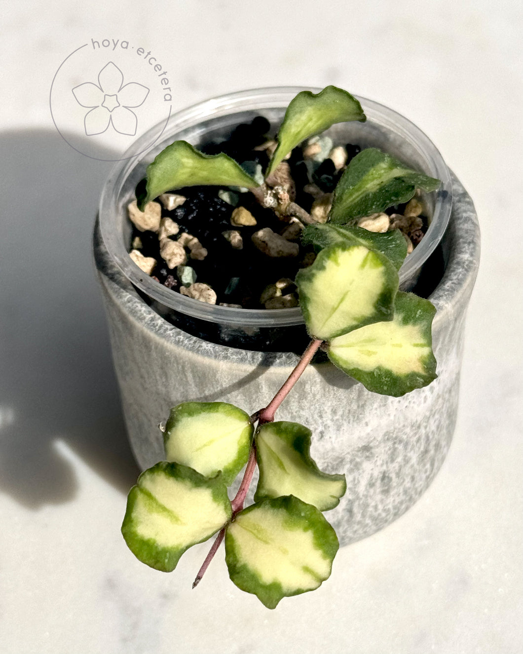 Hoya kanyakumariana (variegated)