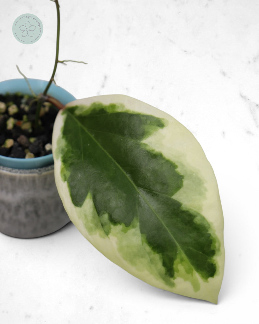 Hoya ilagiorum (albo)