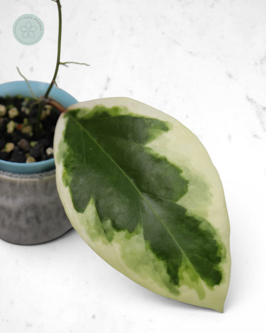 Hoya ilagiorum (albo)
