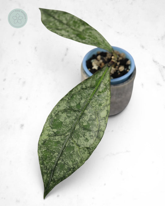 Hoya clemensiorum (Borneo silver)