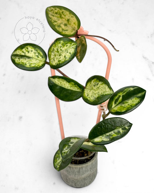 Hoya carnosa 'Madara' (Green Edge)
