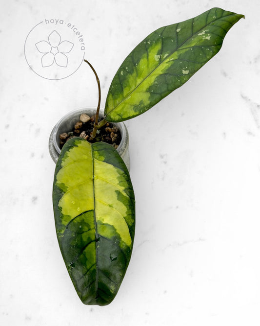 Hoya sp. Aceh 'Ladia Galaska'