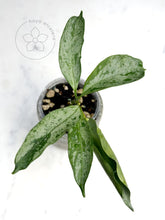 Charger l&#39;image dans la galerie, Hoya occultata (silver) 🦄
