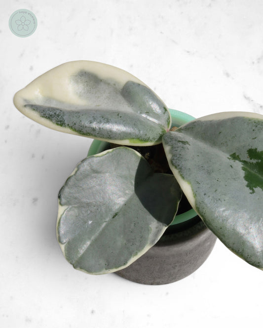 Hoya carnosa 'Argentea Picta'