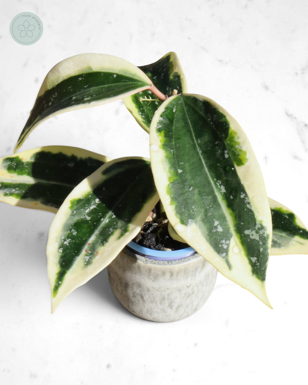 Hoya sp. Rangsan (albo splash)