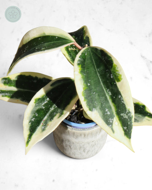 Hoya sp. Rangsan (albo splash)