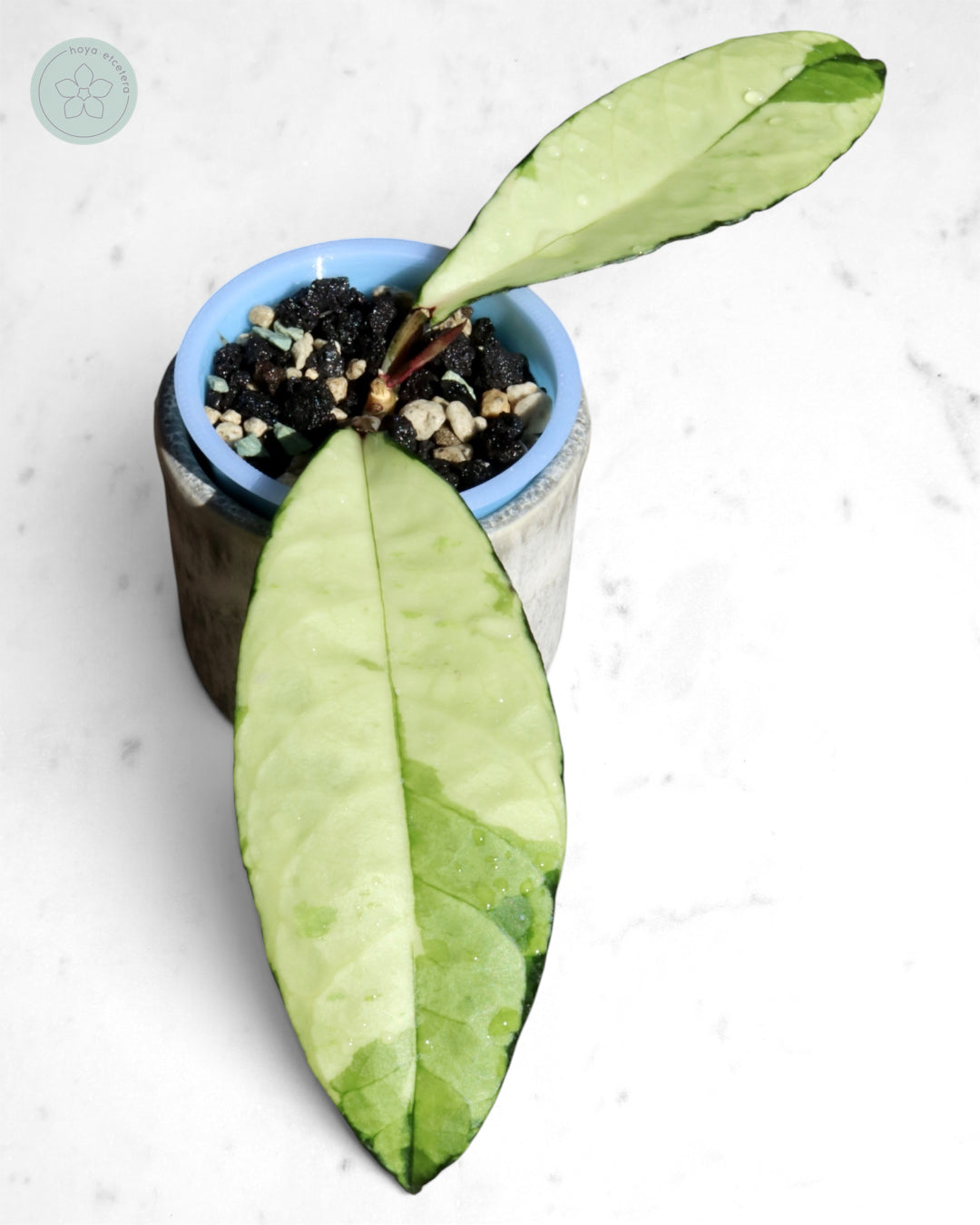 Hoya crassipetiolata (variegated)