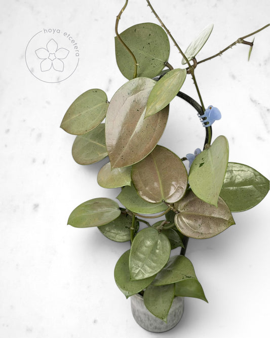 Hoya verticillata (silver heart)