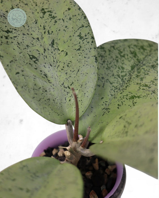 Hoya sp. Ponorogo (silver)