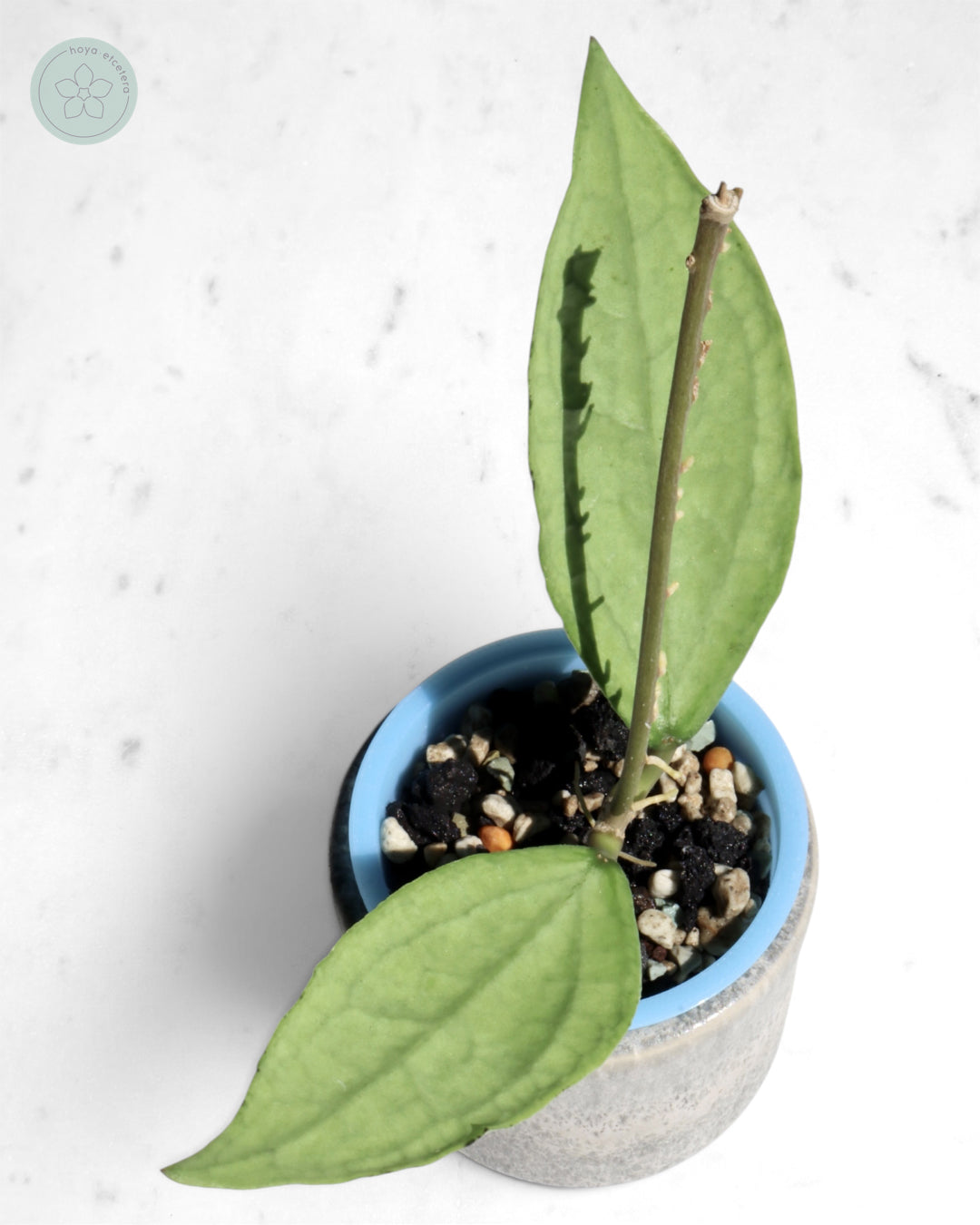 Hoya sp. Germany (silver)