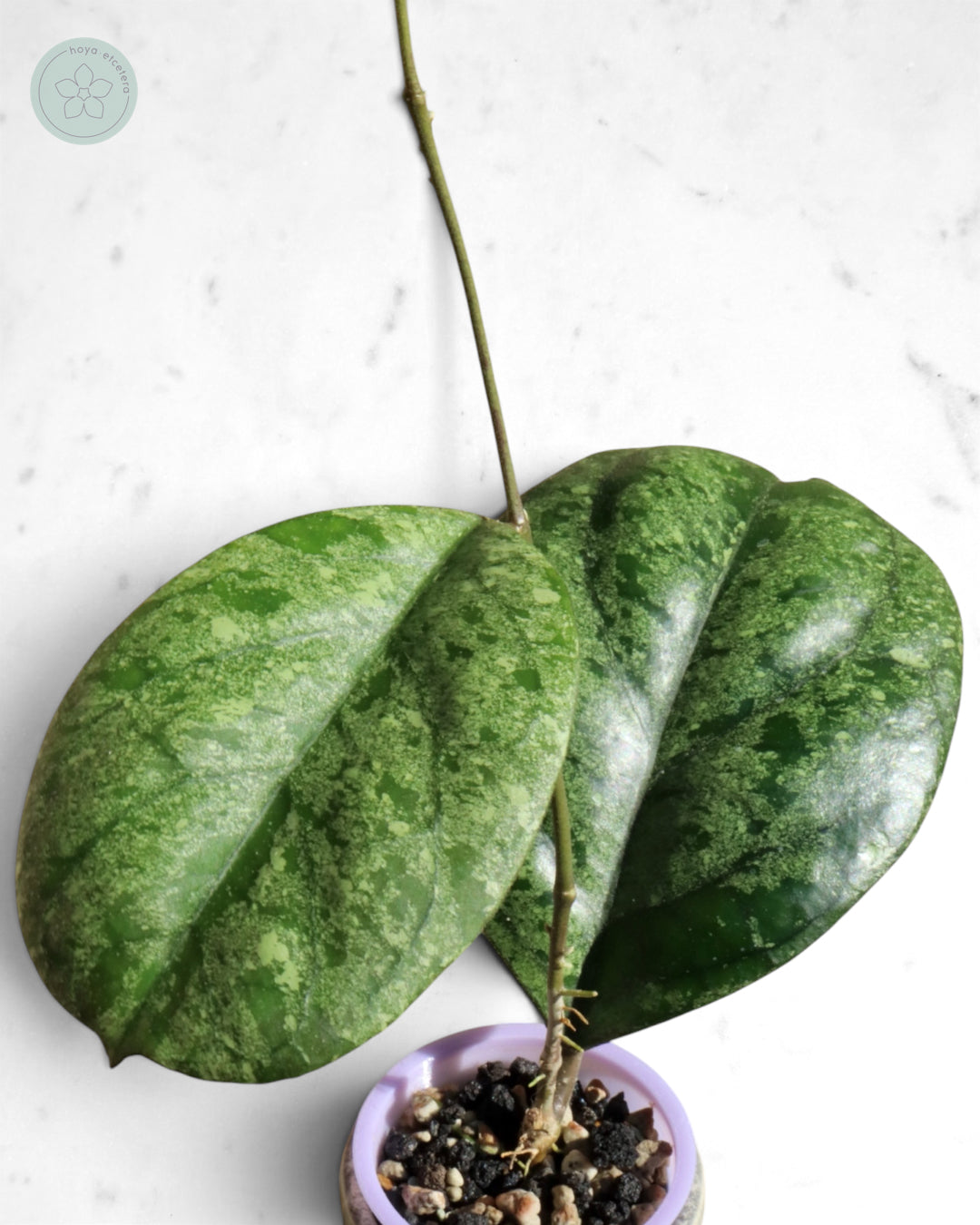 Hoya patcharawalai seedling (selection by Ice)