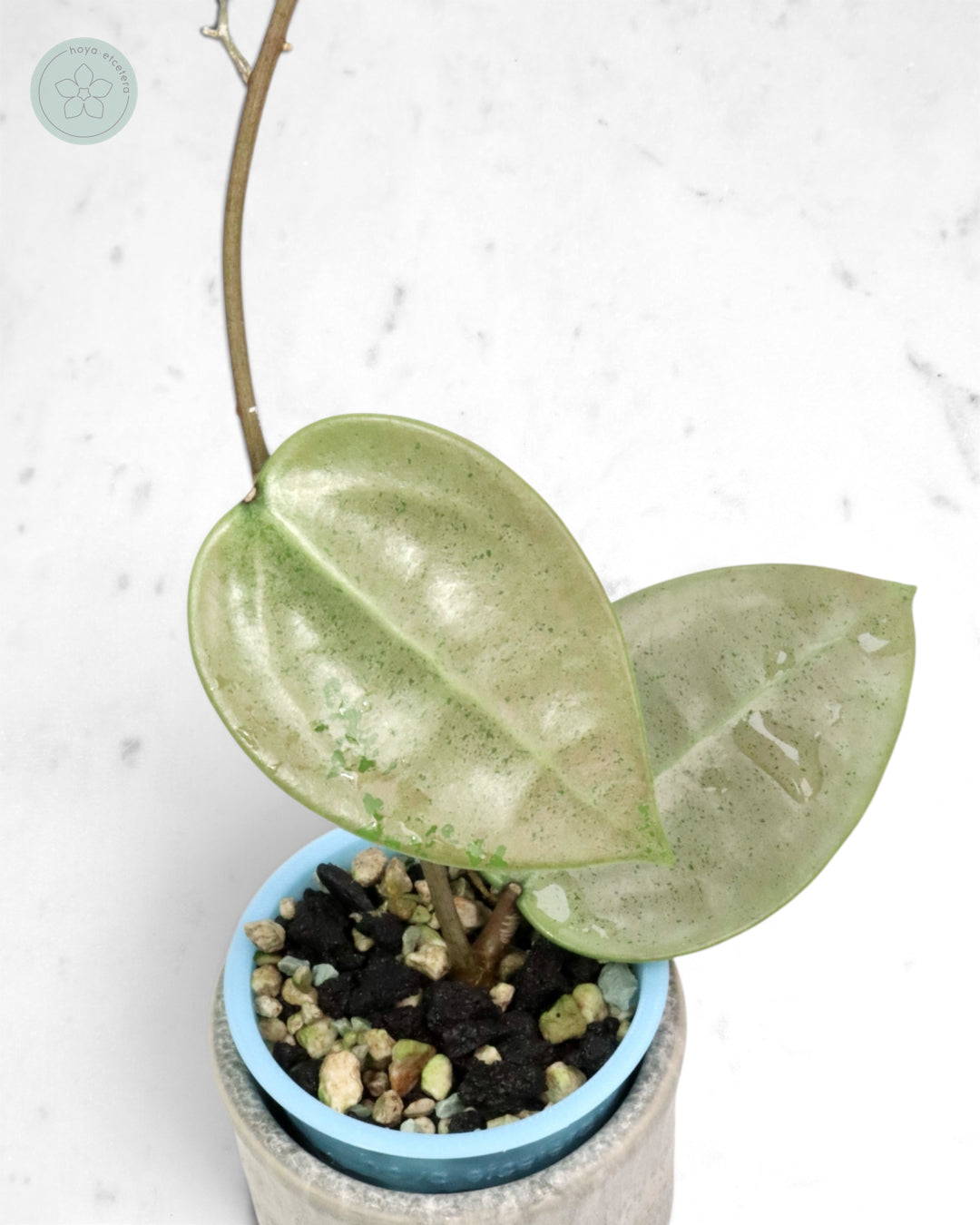 Hoya verticillata (silver heart)